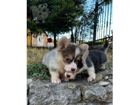 Ουαλικό Corgi Pembroke κουτάβια προς πώληση